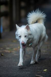 BIB: 
                            <button type="button" onclick="openModal(21805627)" class="btn btn-primary btn-sm float-right btn-popup" data-toggle="modal" data-target=".modal-high-quality">
                        <i class="fas fa-shopping-cart"></i> Add to Cart
                    </button>
                                            <button type="button" onclick="isThisMe(21805627, true)" class="btn btn-success btn-sm float-right btn-popup btn-isme hidden" data-toggle="tooltip" data-placement="bottom" title="นี่คือรูปของคุณใช่ไหม คลิกที่นี่เพื่อเอาเข้าอัลบั้ม">
                        <i class="fas fa-plus"></i> Add to album
                    </button>
                    <button type="button" onclick="isThisMe(21805627, false)" class="btn btn-warning btn-sm float-right btn-popup btn-isnotme hidden">
                        <i class="fas fa-ban"></i> Remove from album
                    </button>